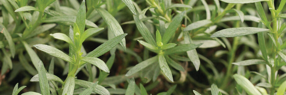 Green tarragon leaves.