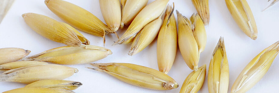 A close up of oat seeds.