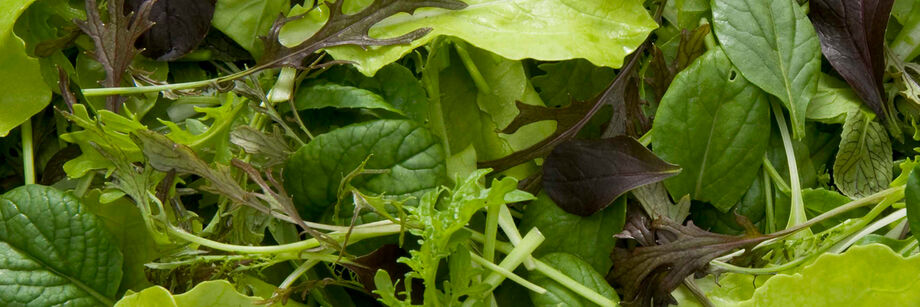 A close-up image of baby greens grown from Johnny's greens seed mixes.