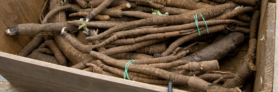 Burdock roots bundled and displayed in a wooden box.