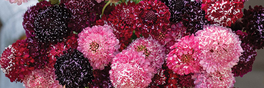 A bouquet of Triple Berry Mix Scabiosa blooms.
