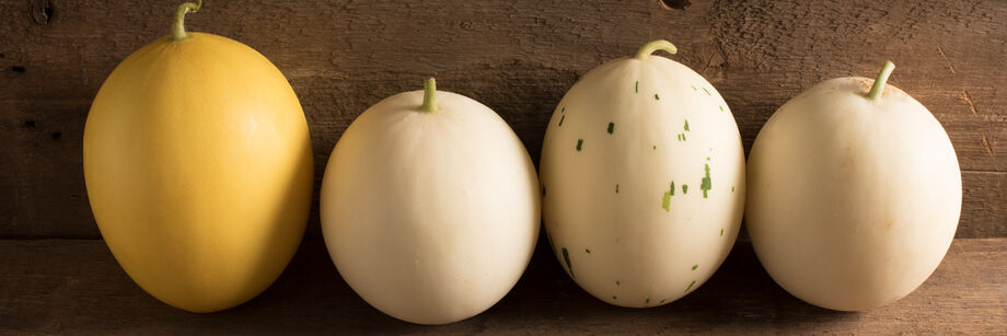 Four melons, each grown from the seeds of a different honeydew melon variety. Skin colors vary from yellow to white to pixelated.