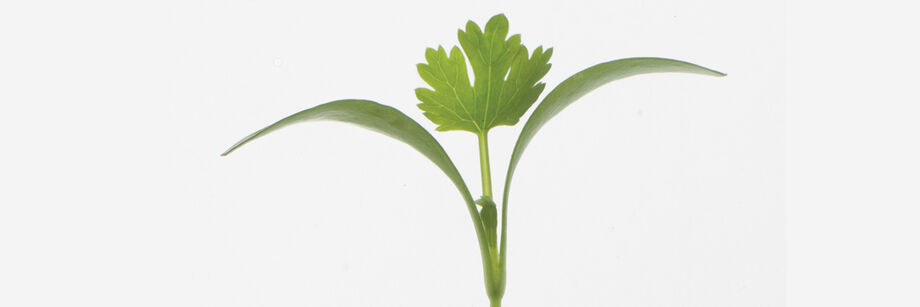 Silhouette of a single bright-green microgreen plant.