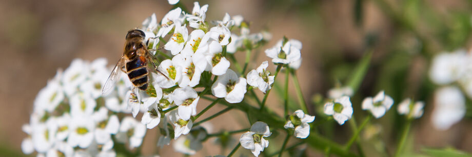 White sweet alyssum flower with a honey bee on it.