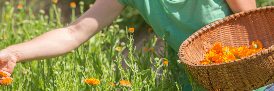 Woman harvesting flower heads from one of our calendula varieties.