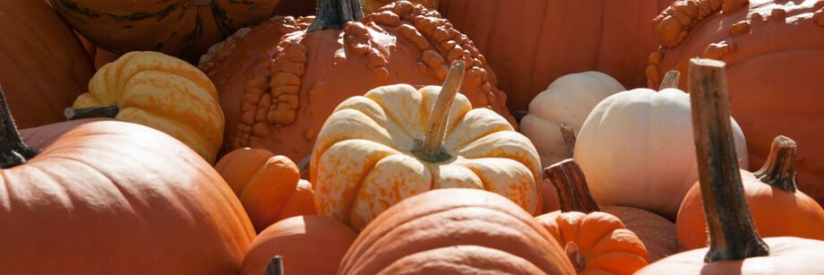 A variety of pumpkins grown from our pumpkin seeds, including white, warty, and large carving pumpkins.