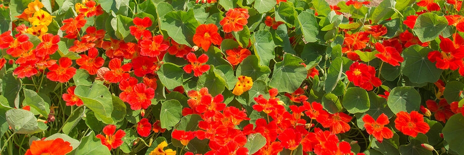 Orange nasturtium flowers growing in the field.