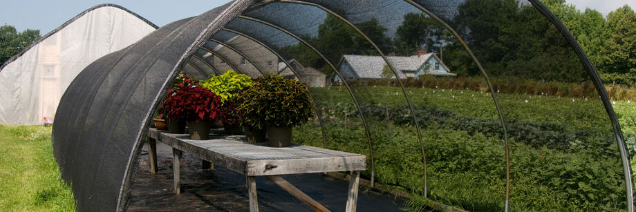 Shade cloth shown over a small caterpillar tunnel.