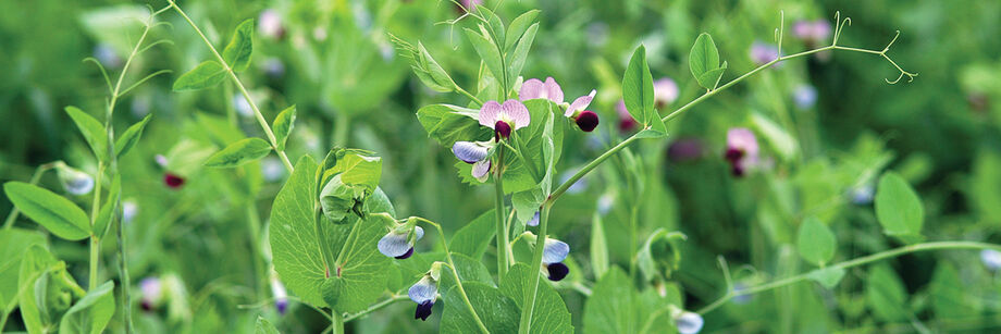 Field peas in bloom with small blue and purple flowers.