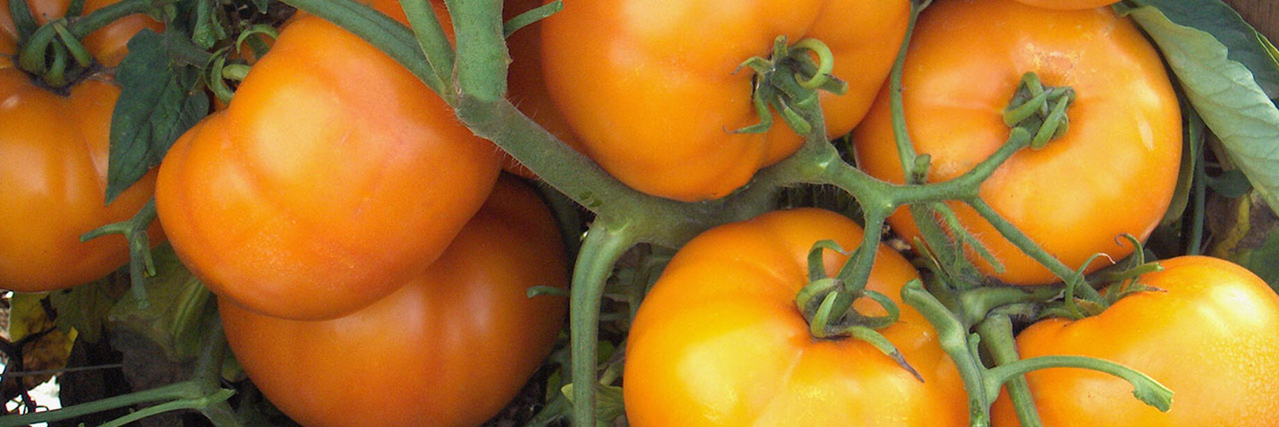 Determinate Tomato Varieties Johnny