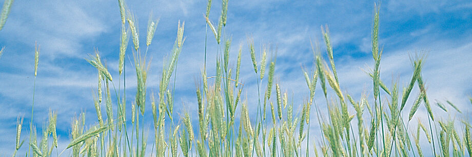 Winter rye seed heads again a background of blue sky.