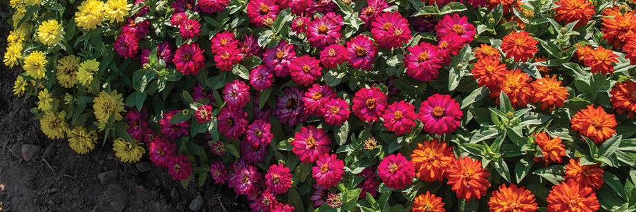 Yellow, pink, and orange dwarf Zinnias growing in the field.