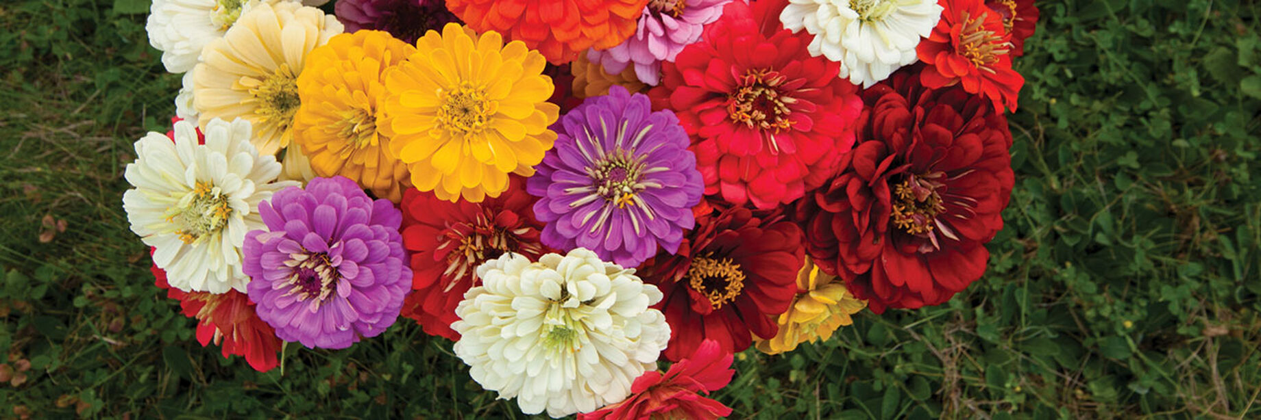 Zinnia Seed Mixes Johnny's Selected Seeds