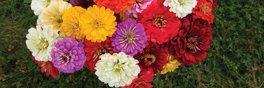 Overhead shot of a colorful bouquet of zinnias grown from one of our zinnia seed mixes.