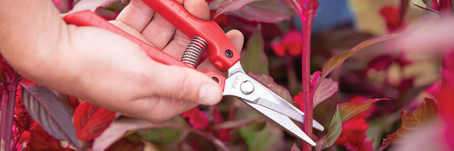 Person using floral shears to harvest flowers.