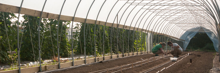 Two people working in a high tunnel.