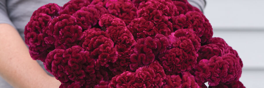 Person holding a bouquet of maroon celosia flowers.