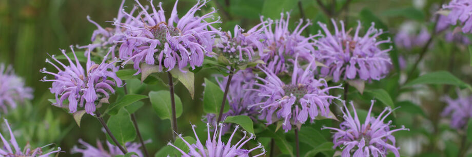 Lavender flowers of bee balm shown growing in the field.