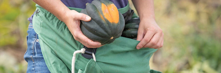 Person placing acorn squash into a harvesting apron.