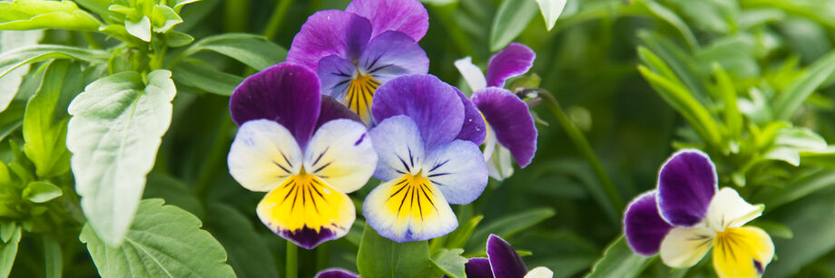 Classic Johnny-Jump-Up pansies growing in the field.