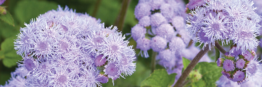 Lavender ageratum flowers, growing in the field.