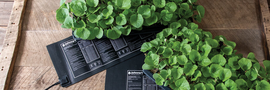 Seedlings in trays on top of seedling heat mats.