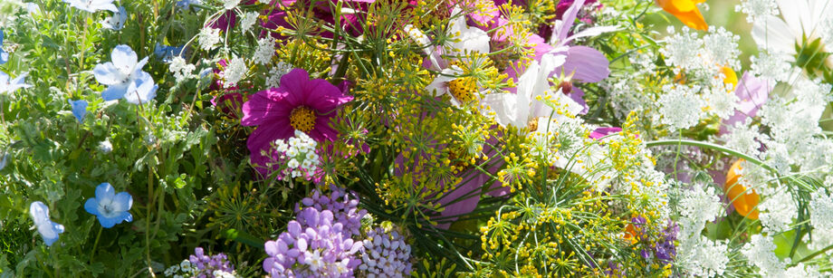 A jumble of colorful flowers grown from Johnny's wildflower seed mixes.