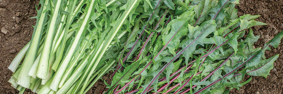 Green-stemmed and red-stemmed Italian Dandelion varieties.