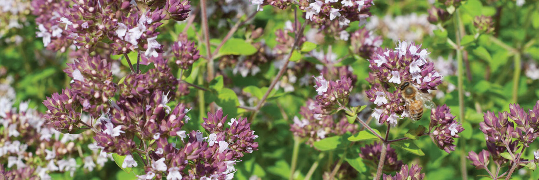Marjoram Seeds for Cut Flowers Johnny's Selected Seeds