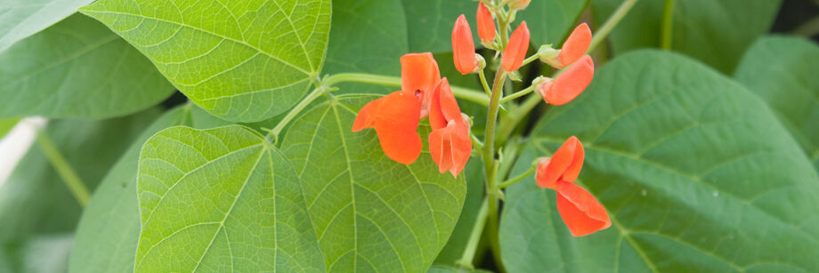 Small red flowers of the scarlet runner bean shown growing in the field.