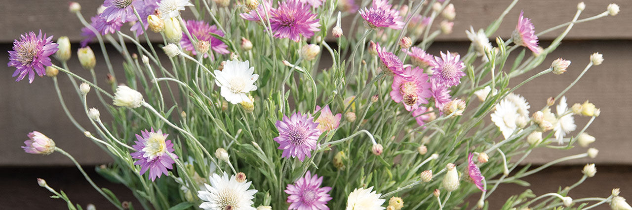 Xeranthemum Seeds | Johnny's Selected Seeds