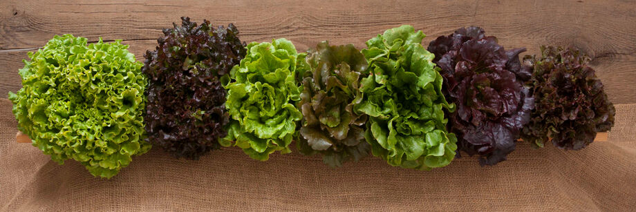 Seven heads of lettuce, red and green, some frilly, all grown from Johnny's summercrisp lettuce varieties.