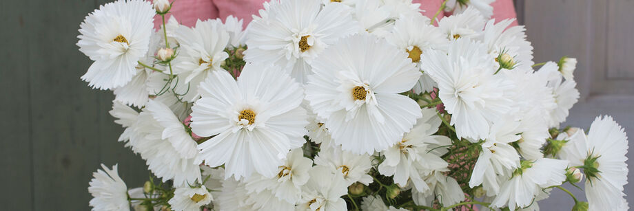 Woman holding a bundle of the large white flowers of one of our cosmos varieties.