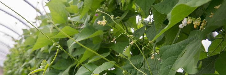 Pole Bean Seeds - Organic Varieties | Johnny's Selected Seeds