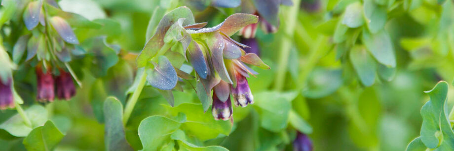 The subtle, pale purple and blue blossoms of cerinthe, growing in the field.