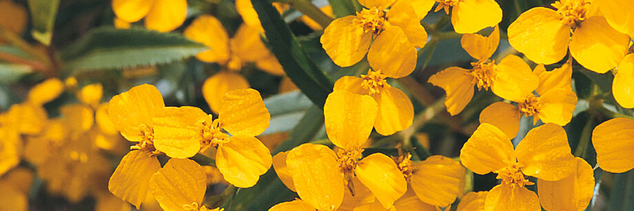 Mexican mint marigold in bloom with orange flowers.