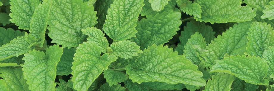 Overhead view of green lemon balm leaves.