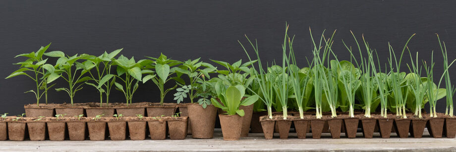 Several biodegradable Fertil Pots with plants growing in them: cell packs and square and round pots of varying sizes.
