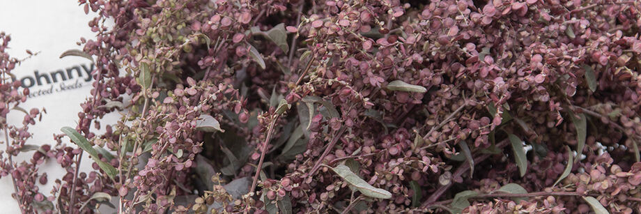 Close-up of dusty rose-colored Atriplex (orach) blossoms.