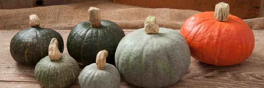 Several kabocha squash grown from Johnny's winter squash seeds—two green, three gray, and one red.