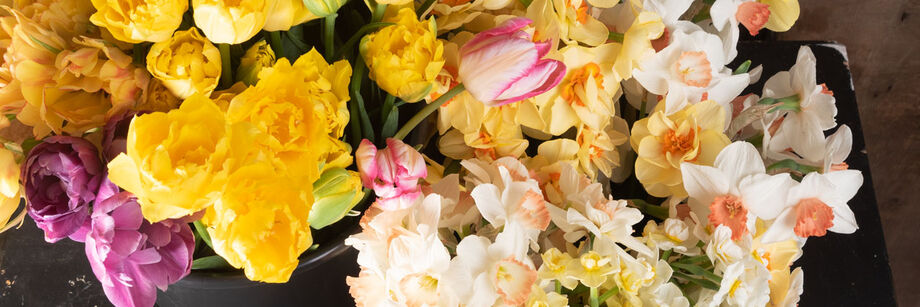 Yellow, purple, pink, and white tulip and daffodil flowers, cut and in buckets.