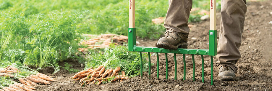 Person using a broadfork to harvest carrots.