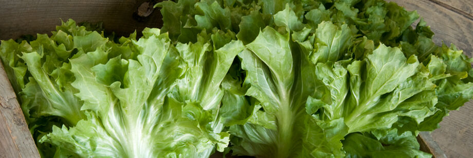 Two heads of green escarole displayed in a wooden box.