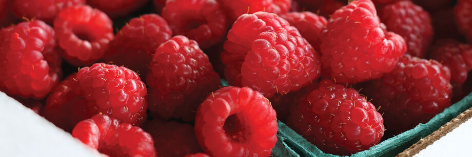 Raspberries grown from Johnny's raspberry plants and shown in a berry box.