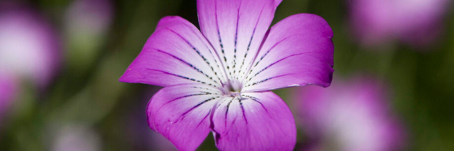 Purple corn cockle flower.