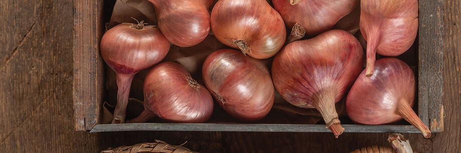 Several red-brown shallots, grown from Johnny's shallot seeds.