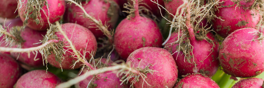 Close-up of red round radish roots, grown from radish seeds offered by Johnny's.