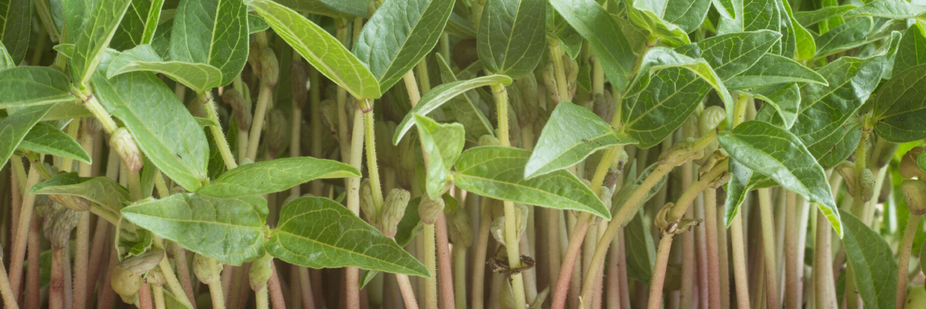 Shoot Seeds Organic Varieties Johnny's Selected Seeds