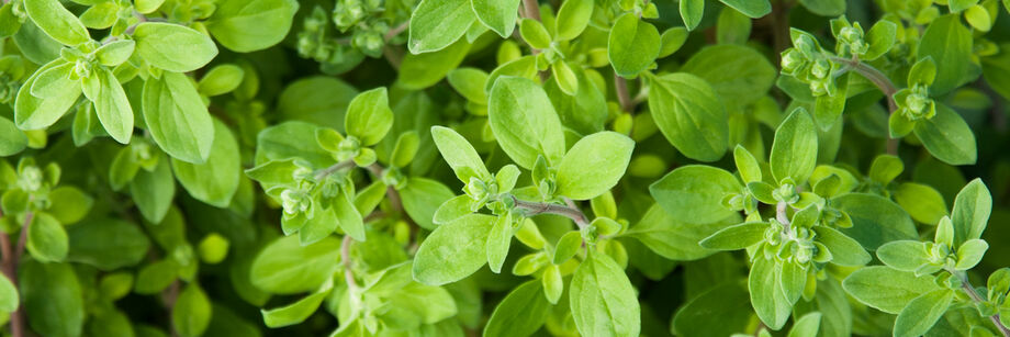 The green leaves of one of our marjoram varieties.