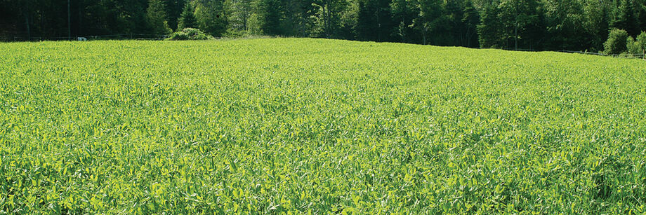 A large field sown with our spring green manure cover crop mix.